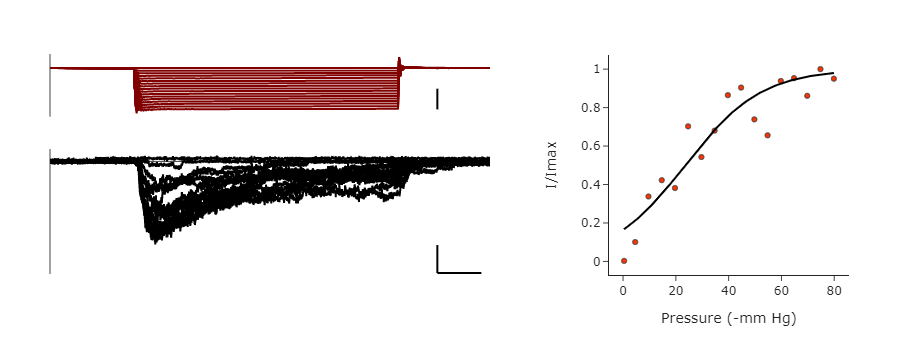 Mouse Piezo1 p50 analysis.